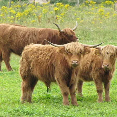 Pretty In De Koog Texel With Garden Westermient